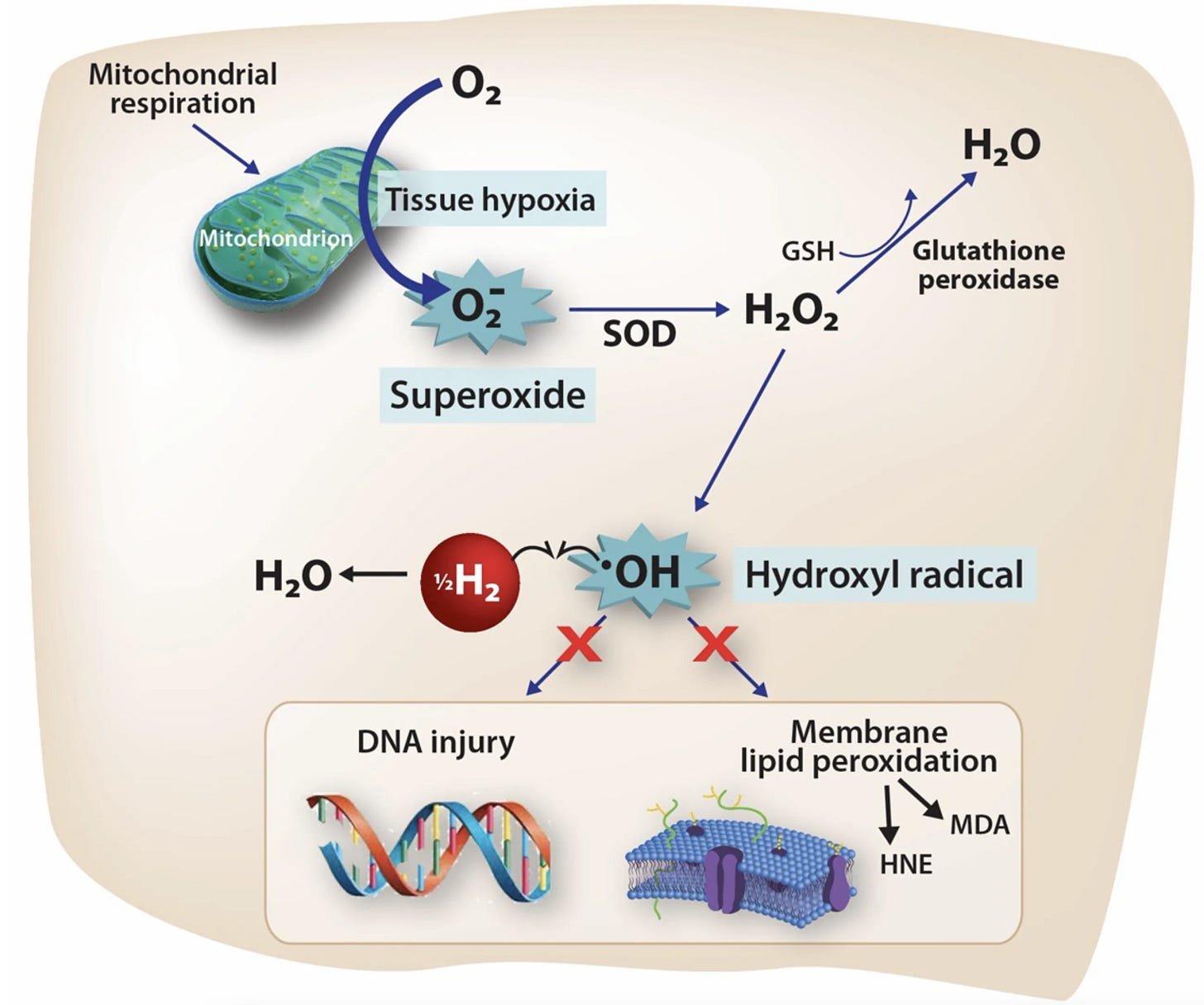 hydrogen therapy can be a promising protective agent against pre-symptomatic diseases