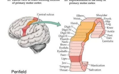 The Brain Map for Movement; New HRW Bath Machine & More