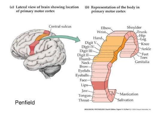 The Brain Map for Movement; New HRW Bath Machine & More